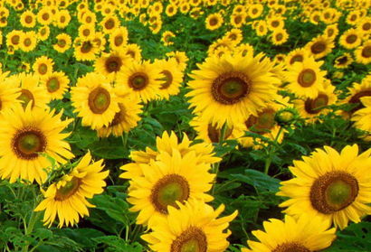 Sunflowers Wallpaper